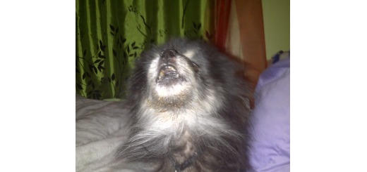 Charlie the Hairless Pom howls when I laugh